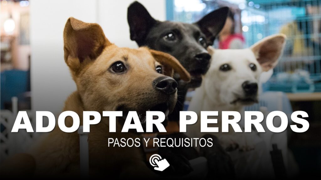 Adoptar Perros en Ecuador – Pasos y Requisitos