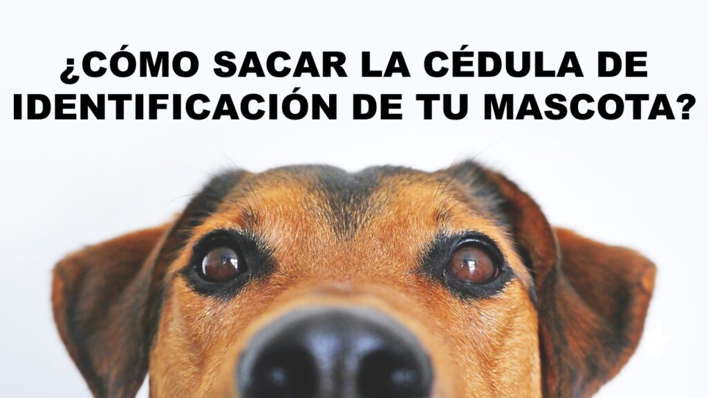 Cómo sacar la cédula de identificación de tu mascota
